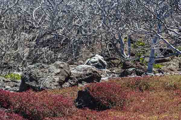 118 - Ecuador - islas Galapagos - isla Seymour Norte